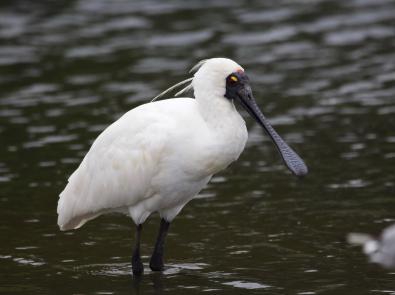 Bird at Ramsar Wetlands